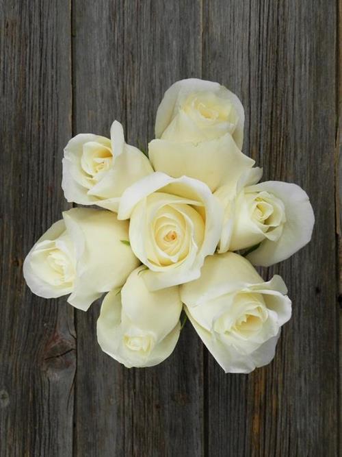 WHITE CHOCOLATE   CREAM ROSES